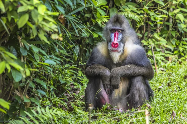 Retrato del mandril macho adulto — Foto de Stock