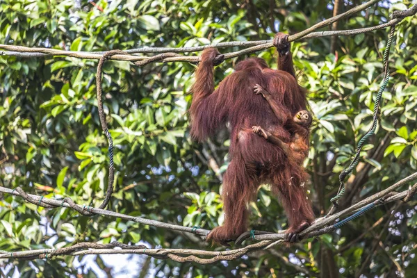 Orangutan v džungli Bornea Indonésie. — Stock fotografie
