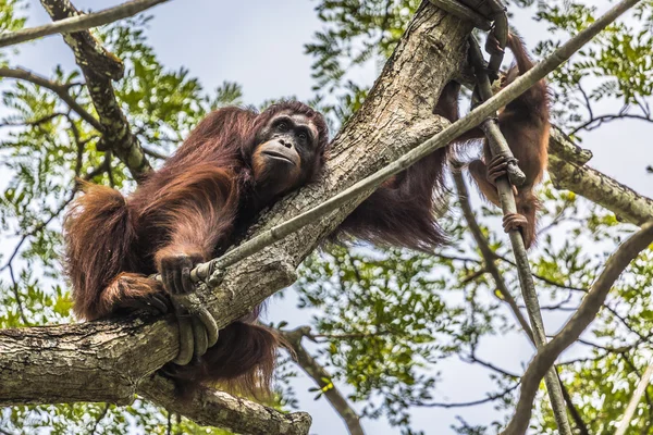 Орангутанг в джунглях Борнео, Індонезія. — стокове фото