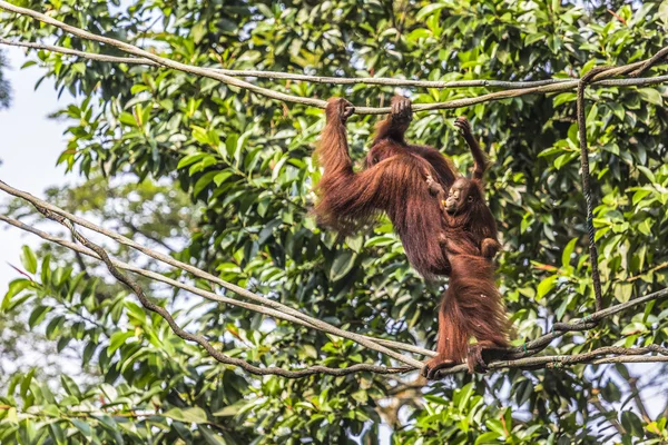 Orangutang i djungeln i Borneo Indonesien. — Stockfoto