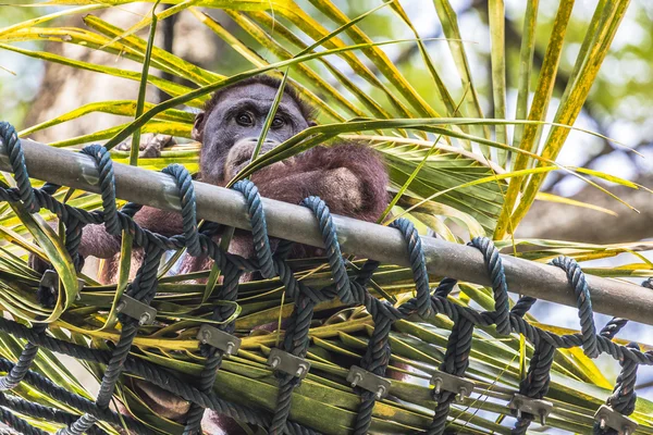 オランウータンはボルネオ島インドネシアのジャングルの中で. — ストック写真