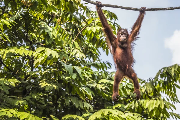 Orangutan w dżungli Borneo Indonezja. — Zdjęcie stockowe