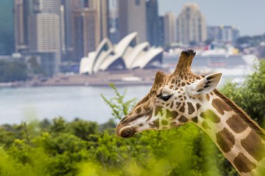 Sydney, Avustralya - 27 Aralık 2015. Taronga Zoo w, zürafalar