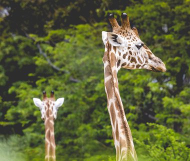 Yeşil arka plan üzerinde boyunlu zürafa kafa