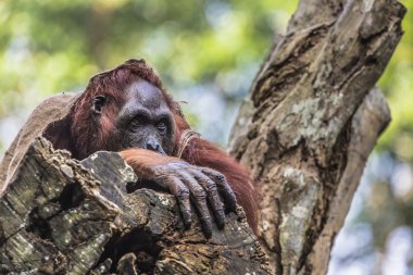 Yetişkin erkek orangutanın vahşi doğada. Kaynaklı Adası