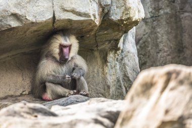 yetişkin erkek hamadryas Babunu portresi