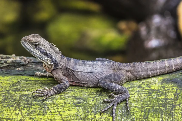 Eastern Water Dragon, Queensland (Australia) — Stock Photo, Image