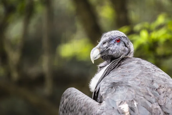 Um retrato de um abutre na natureza . — Fotografia de Stock