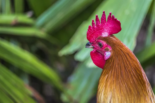 Cock close up on the farm, green nature background — Stock Photo, Image