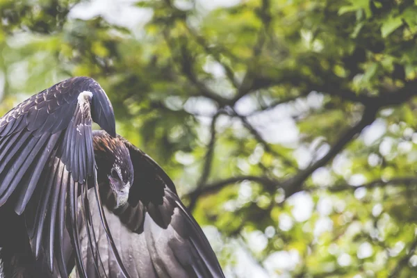 У кромки хвостатого орла распростерты крылья — стоковое фото