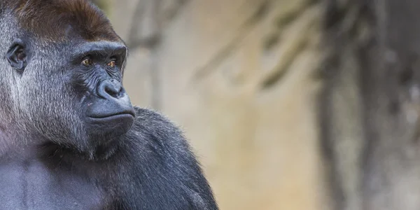 Una gorila occidental de tierras bajas de pie mirando hacia adelante — Foto de Stock