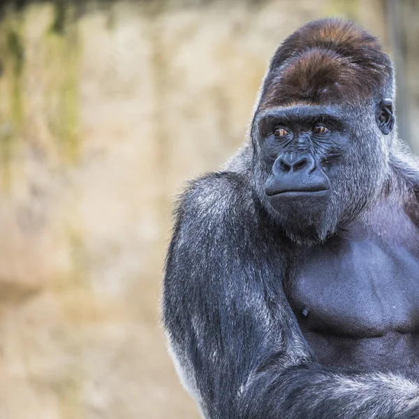 A western lowland female gorilla standing facing forward — Stock Photo, Image