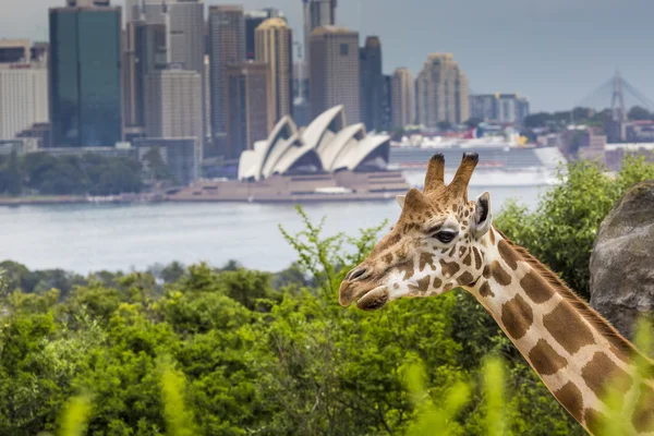 Sydney, Avustralya - 27 Aralık 2015. Taronga Zoo w, zürafalar