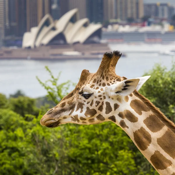 Sydney, Avustralya - 27 Aralık 2015. Taronga Zoo w, zürafalar