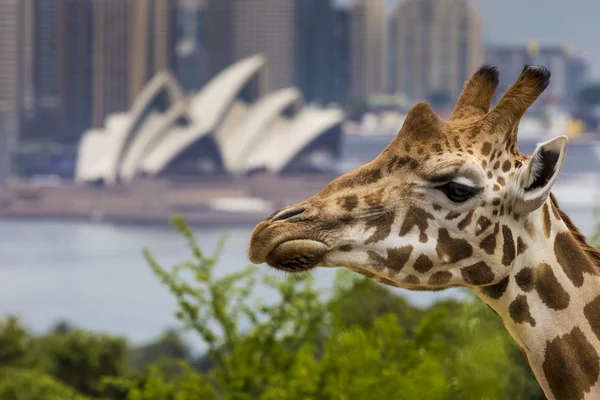 Sydney, Avustralya - 27 Aralık 2015. Taronga Zoo w, zürafalar