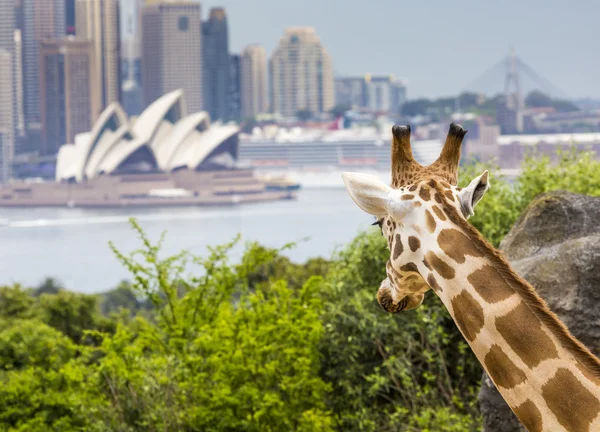 Sydney, Avustralya - 27 Aralık 2015. Taronga Zoo w, zürafalar