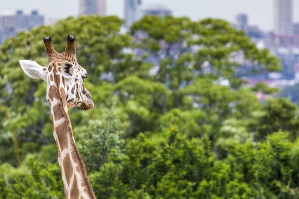 Cabeza de jirafa con cuello sobre fondo verde — Foto de Stock