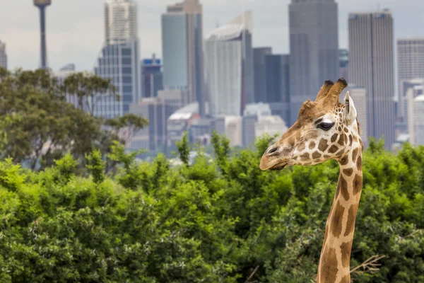 Sydney, Avustralya - 27 Aralık 2015. Taronga Zoo w, zürafalar