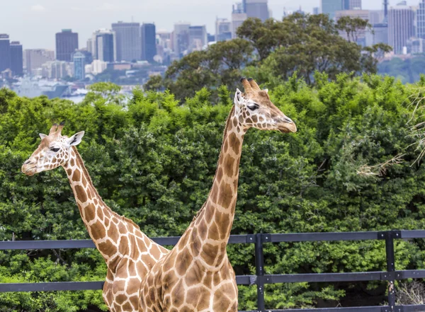 Sydney, Avustralya - 27 Aralık 2015. Taronga Zoo w, zürafalar