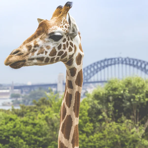 Girafas no Zoológico com vista para o horizonte de Sydney na parte de trás — Fotografia de Stock