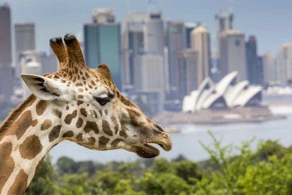 Sydney, Avustralya - 27 Aralık 2015. Taronga Zoo w, zürafalar