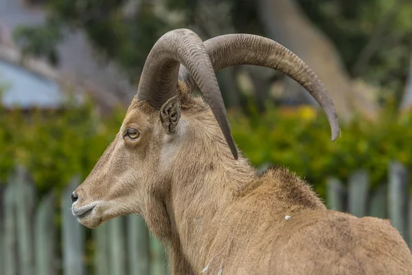 Cabra occidental del túmulo caucásico — Foto de Stock