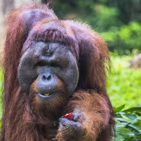 Het volwassen mannetje van de orang-oetan in de wilde natuur. Eiland gedragen — Stockfoto