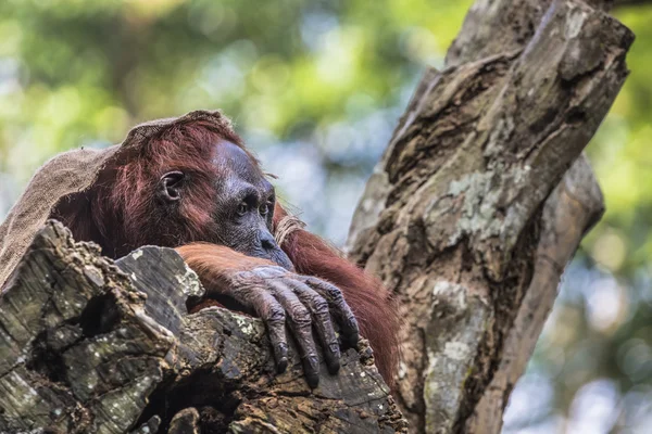 Dorosły samiec Orangutan w dzikiej przyrody. Wyspa ponoszone — Zdjęcie stockowe