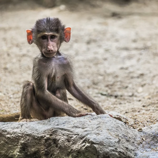 Retrato de jóvenes machos hamadryas babuino — Foto de Stock