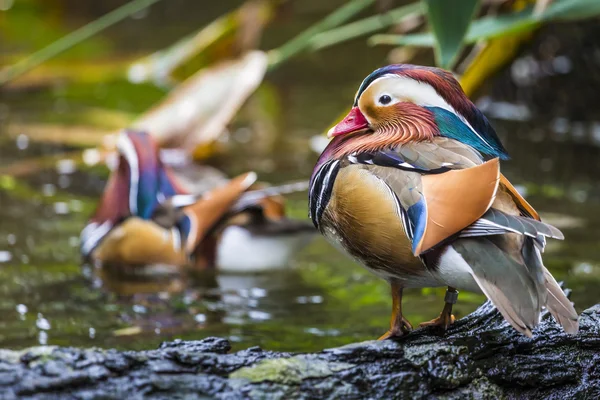 Beau mâle mandarin canard (Aix galericulata) — Photo