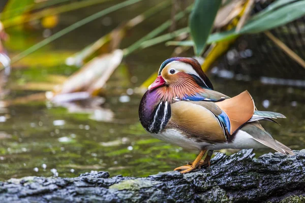 Όμορφο αρσενικό Mandarin Duck (Aix galericulata) — Φωτογραφία Αρχείου