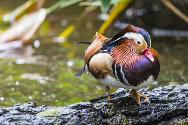 Όμορφο αρσενικό Mandarin Duck (Aix galericulata) — Φωτογραφία Αρχείου