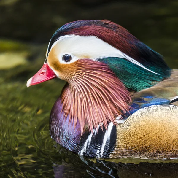 Красивий чоловік Мандарин Дак (Aix galericulata)) — стокове фото