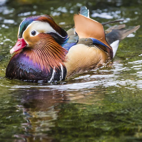 Mooie mannelijke Mandarijn Eend (Aix galericulata) — Stockfoto