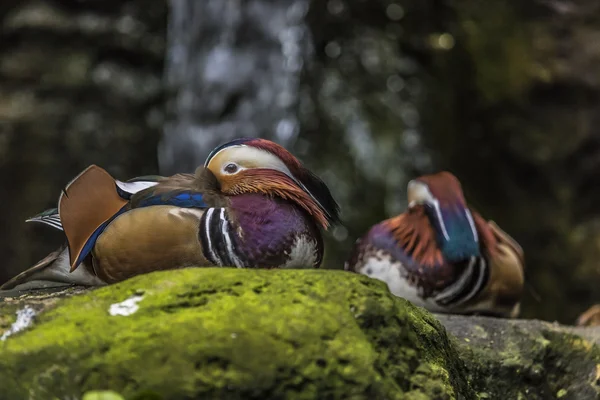 Gyönyörű férfi mandarin kacsa (Aix galericulata) — Stock Fotó