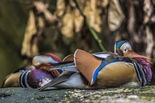 Beautiful male Mandarin Duck (Aix galericulata) — Stock Photo, Image