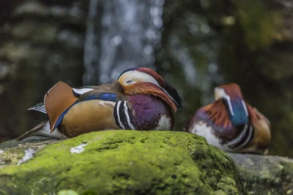 Όμορφο αρσενικό Mandarin Duck (Aix galericulata) — Φωτογραφία Αρχείου