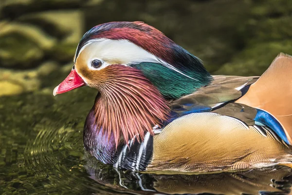 Schöne männliche Mandarin-Ente (Aix galericulata)) — Stockfoto