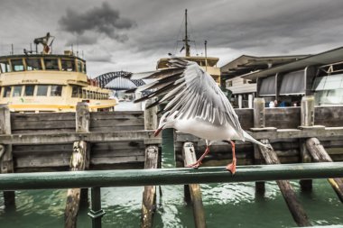 Sydney Harbour City feribot ile Sydney Harbour Circular Quay içinde