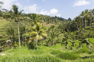 Bali adasındaki yeşil pirinç tarlaları, Ubud yakınlarındaki Jatiluwih, Endonezya