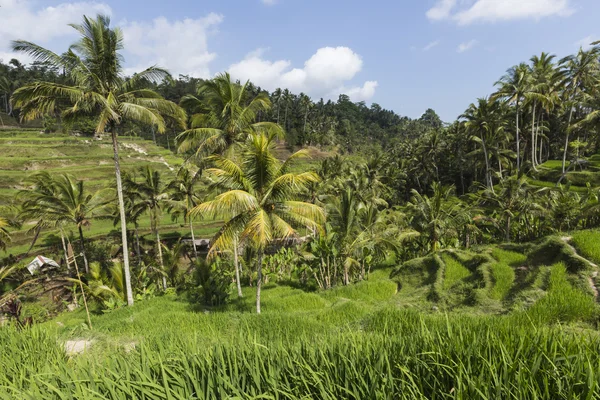 Zöld rizsföldek Bali szigetén, Jatiluwih Ubud közelében, Indonézia — Stock Fotó