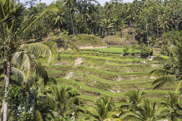 Green rice fields on Bali island, Jatiluwih near Ubud, Indonesia — Stock Photo, Image