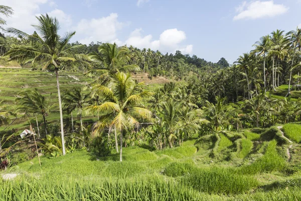 Green rice fields on Bali island, Jatiluwih near Ubud, Indonesia — Stock Photo, Image