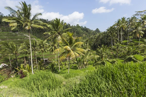 Zöld rizsföldek Bali szigetén, Jatiluwih Ubud közelében, Indonézia — Stock Fotó
