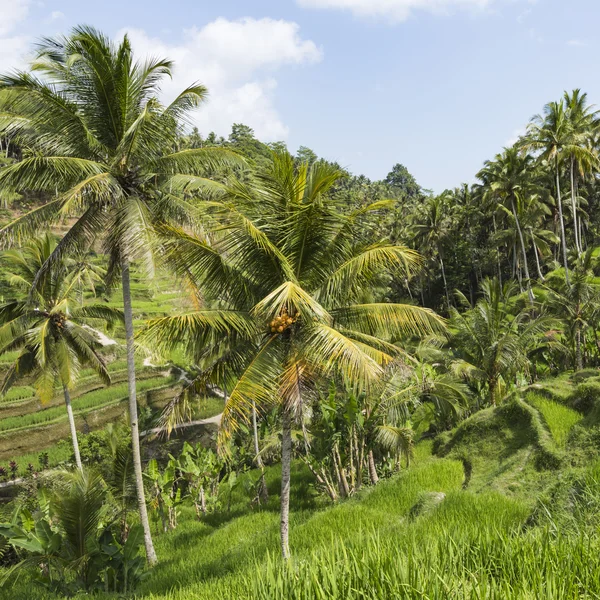 Zelená rýžová pole na ostrově Bali, Jatiluwih u Ubud, Indonésie — Stock fotografie