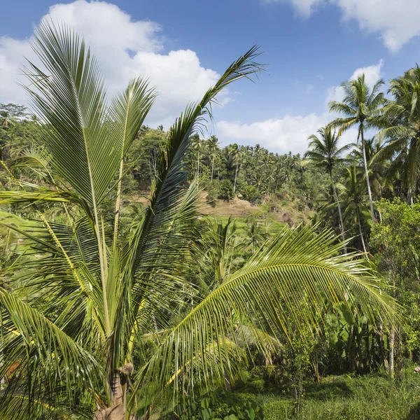 Zielone pola ryżowe na wyspie Bali, Jatiluwih koło Ubud, Indonezja — Zdjęcie stockowe