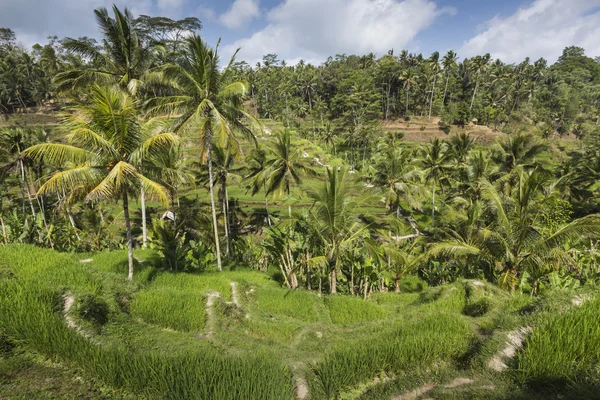 Zöld rizsföldek Bali szigetén, Jatiluwih Ubud közelében, Indonézia — Stock Fotó