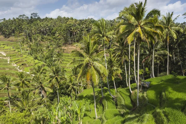 Zöld rizsföldek Bali szigetén, Jatiluwih Ubud közelében, Indonézia — Stock Fotó