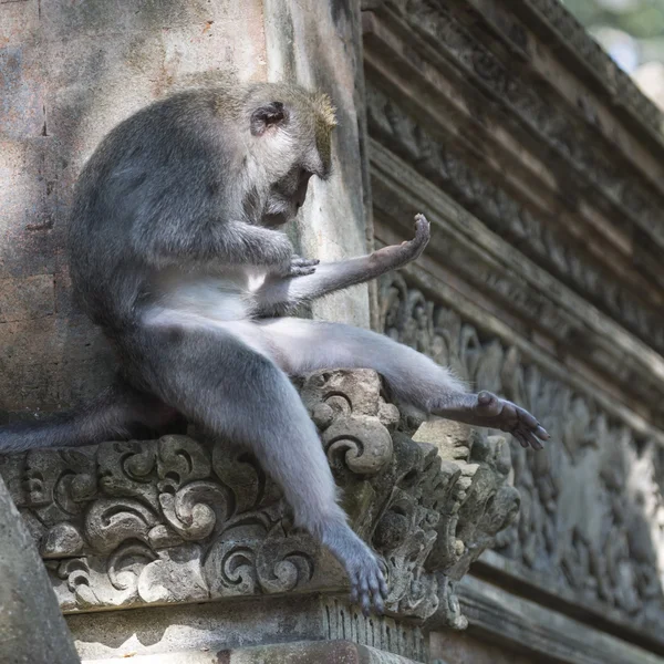 Affe im heiligen Affenwald, Ubud, Bali, Indonesien — Stockfoto