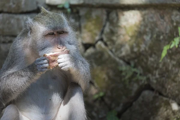 Mono en el Bosque Sagrado de Monos, Ubud, Bali, Indonesia —  Fotos de Stock